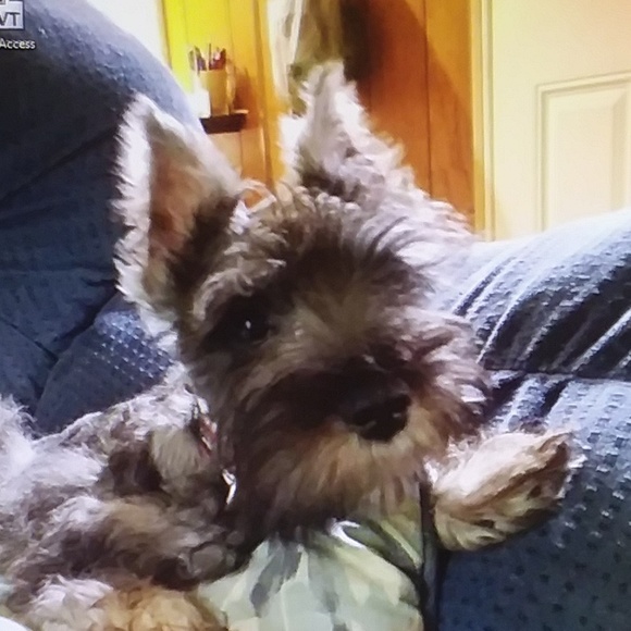 Meet your Posher, Cat - Picture 1 of 1